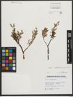 Foto von Salix waldsteiniana Willd.